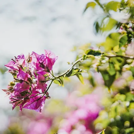 Drymades Adults Only Village de vacances