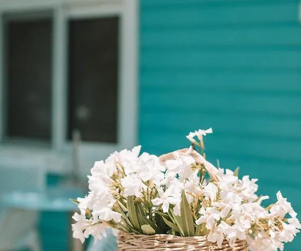 Drymades Adults Only