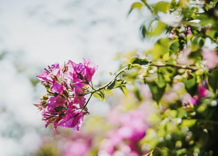 Drymades Adults Only Tatil parkı