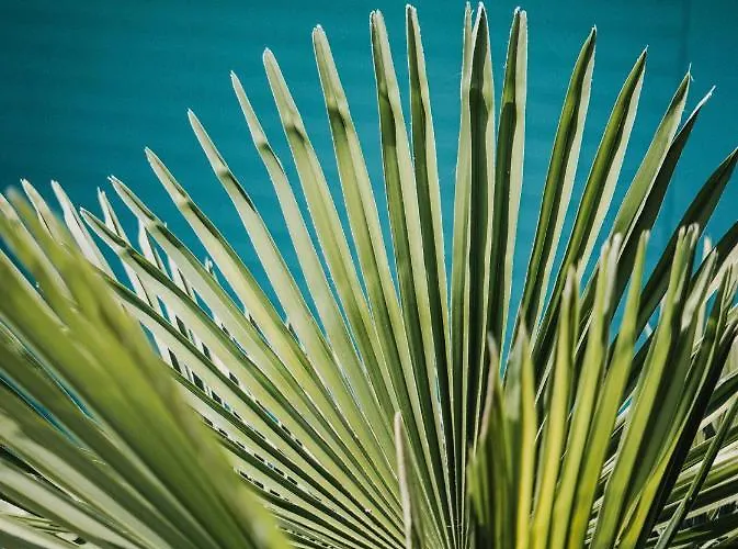 Drymades Adults Only Tatil parkı